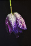 Tulipa, liten