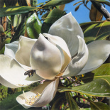 Magnolia, liten