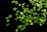 Näckrosor, liten